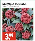 Aktuelles SKIMMIA RUBELLA Angebot bei Wreesmann in Dresden ab 3,99 €