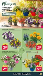 Beetpflanzen Angebot & Preis im aktuellen Netto mit dem Scottie Prospekt Beetpflanzen Angebot im aktuellen Netto mit dem Scottie Prospekt auf Seite 19