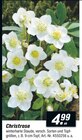 Christrose Angebote bei toom Baumarkt Gifhorn für 4,99 €