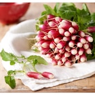 Radis rose botte en promo chez Carrefour Market Radis rose botte dans le catalogue Carrefour Market
