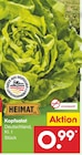 Kopfsalat im Angebot bei Netto Marken-Discount in Gera Kopfsalat Angebote von Heimat bei Netto Marken-Discount Gera für 0,99 €