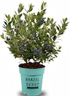 Hagebaumarkt Salzkotten - Berry Bonanza Angebot im Prospekt Berry Bonanza bei Hagebaumarkt im Salzkotten Prospekt für 12,99 €