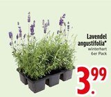 Lavendel im EDEKA Prospekt Lavendel angustifolia im aktuellen EDEKA Prospekt für 3,99 €