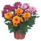 Chrysanthème multi fleurs en promo chez Carrefour Vallauris à 1,79 €