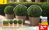 Euonymus „Green Wonder“ von  im aktuellen Netto Marken-Discount Prospekt für 3,99 €