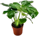 Kaufland Karlsruhe Prospekt mit  im Angebot für 2,22 €