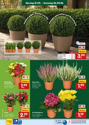 Blumen im Netto Marken-Discount Prospekt in St. Ingbert Aktueller Netto Marken-Discount Prospekt mit Blumen, "Aktuelle Angebote", Seite 4