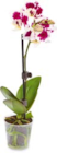 Mini Orchideen im Netto Marken-Discount Prospekt Mini Orchideen von im aktuellen Netto Marken-Discount Prospekt für 3,99 €