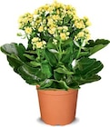 Kalanchoe für 1,99 € bei Netto Marken-Discount im Angebot Kalanchoe im aktuellen Netto Marken-Discount Prospekt