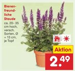 Bienenfreundliche Staude im Angebot bei Netto Marken-Discount in Nettetal Bienenfreundliche Staude Angebote bei Netto Marken-Discount Nettetal für 2,49 €
