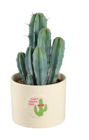 Cactus 'Cool' - Lidl à Argenteuil Cactus 'Cool' en promo chez Lidl Argenteuil à 5,90 €
