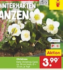 Christrose im Angebot bei Netto Marken-Discount in Lüneburg Christrose Angebote bei Netto Marken-Discount Lüneburg für 3,99 €
