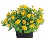 Aktuelles Husarenknöpfchen Angebot bei Dehner Garten-Center in Münster ab 2,99 €
