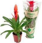 Bromelie Angebote von REWE Beste Wahl bei REWE Braunschweig für 5,99 €