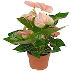 Penny - Flamingoblume Angebot im Prospekt Flamingoblume bei Penny im Prospekt "" für 4,99 €