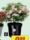 Zwerg-Rhododendron „Bloombux®“ Angebote bei toom Baumarkt Lutherstadt Wittenberg für 14,99 €