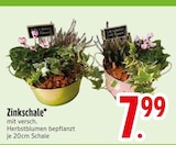 Zinkschale im Angebot bei EDEKA in Friedrichshafen Zinkschale Angebote bei EDEKA Friedrichshafen für 7,99 €