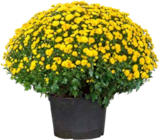 Aktuelles Chrysantheme Angebot bei OBI in Leipzig ab 5,55 €
