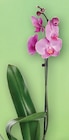 Aktuelle Zimmerpflanzen Angebote bei Zimmermann in Hannover Aktuelles Orchideen Angebot bei Zimmermann in Hannover ab 3,99 €