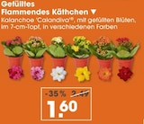 Gefülltes Flammendes Käthchen von Kalanchoe 'Calandiva' im aktuellen V-Markt Prospekt für 1,60 €