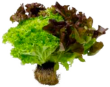 Ballensalat Mix bei EDEKA im Prospekt "" für 0,99 €