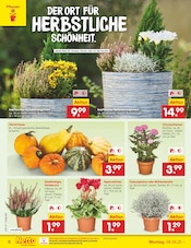 Ähnliche Fleischfressende Pflanzen Angebote im Prospekt "Aktuelle Angebote" von Netto Marken-Discount in Augsburg Ähnliche Angebote wie Fleischfressende Pflanzen im Prospekt "Aktuelle Angebote" auf Seite 6 von Netto Marken-Discount in Augsburg