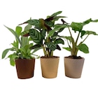 Plante verte en promo chez Carrefour Rennes à 7,99 €