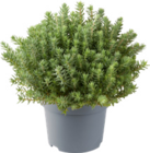 Sedum-Mix von Gardenline für 1,69 € bei ALDI Nord im Angebot Sedum-Mix von Gardenline im aktuellen ALDI Nord Prospekt