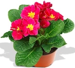 Primel Angebote bei Penny Heinsberg für 0,99 €