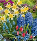 Zwiebelblumen Angebote bei toom Baumarkt Bergheim für 1,99 €