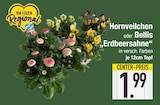 Aktuelles Hornveilchen Angebot bei E center in Augsburg ab 1,99 €