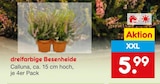 Aktuelles dreifarbige Besenheide Angebot bei Netto Marken-Discount in Aachen ab 5,99 €