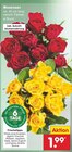 Moosrosen im Angebot bei Netto Marken-Discount in Recklinghausen Moosrosen Angebote bei Netto Marken-Discount Recklinghausen für 1,99 €