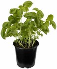 Angebot im EDEKA Gingst Prospekt EDEKA Gingst Prospekt mit im Angebot für 1,49 €