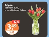 Tulpen im V-Markt Prospekt Tulpen von im aktuellen V-Markt Prospekt für 3,49 €