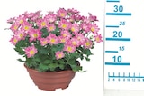 Aktuelle Blumen Angebote bei Lidl in Rostock Aktuelles Blühpflanze in Schale Angebot bei Lidl in Rostock ab 4,99 €