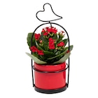 Mini plante en promo chez Carrefour Mini plante dans le catalogue Carrefour