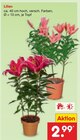 Lilien im Angebot bei Netto Marken-Discount in Jena Lilien Angebote bei Netto Marken-Discount Jena für 2,99 €