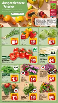 Paprika im aktuellen REWE Prospekt (Leverkusen) Paprika im REWE Prospekt "Dein Markt" mit 16 Seiten (Leverkusen)