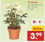 Christrose Angebote bei Netto Marken-Discount Wolfenbüttel für 3,99 €
