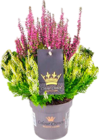 Aktuelle Blumen Angebote bei EDEKA in Mannheim Aktuelles Besenheide Colour Crown Angebot bei EDEKA in Mannheim ab 2,49 €