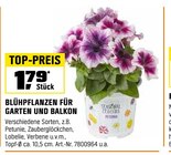 Aktuelles Blühpflanzen für Garten und Balkon Angebot bei OBI in Mönchengladbach ab 1,79 €