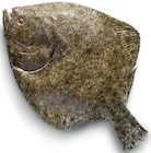 Steinbutt Zucht im METRO Prospekt Steinbutt Zucht von Metro Chef im aktuellen METRO Prospekt für 22,99 €