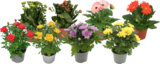 PLANTES FLEURIES - SANS MARQUE - Auchan Hypermarché à Boulogne-Billancourt PLANTES FLEURIES - SANS MARQUE en promo chez Auchan Hypermarché Boulogne-Billancourt à 3,49 €