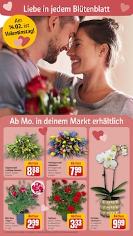 Tulpen im REWE Prospekt "Dein Markt" mit 26 Seiten (Karlsruhe)
