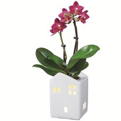 Mini-Phalaenopsis im Keramikhaus