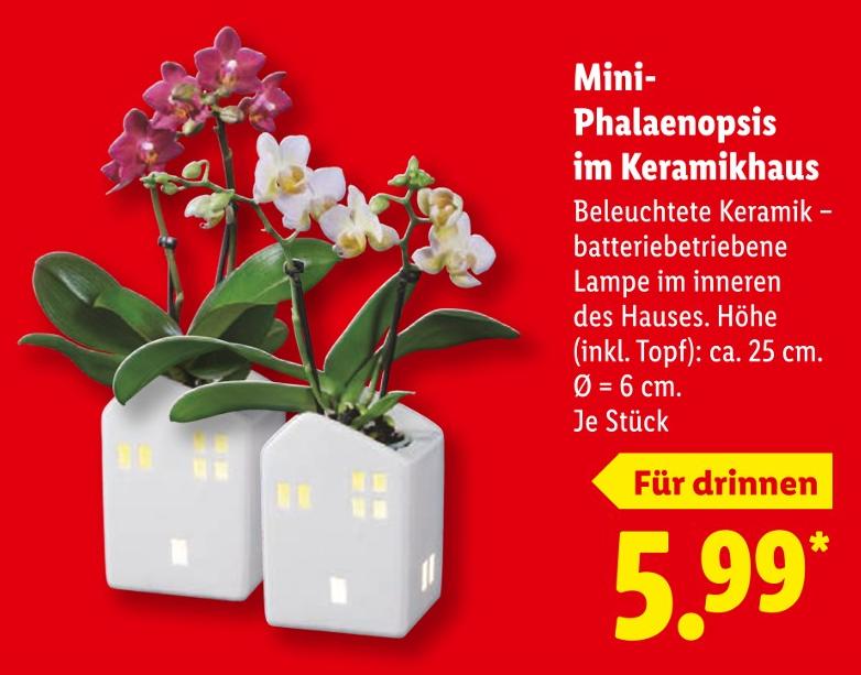 Mini-Phalaenopsis im Keramikhaus
