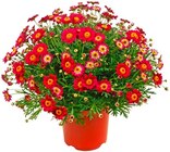 Aktuelles Margeritenbusch Angebot bei Penny in Augsburg ab 6,99 €
