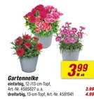 toom Baumarkt Gerbstedt - Gartennelke Angebot im Prospekt Gartennelke bei toom Baumarkt im Gerbstedt Prospekt für 3,99 €