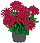 Bornholmer Margerite bei Penny im Stendal Prospekt für 1,79 €